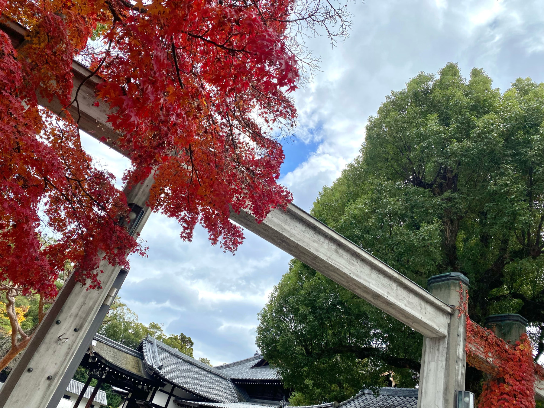 色鮮やかな変化