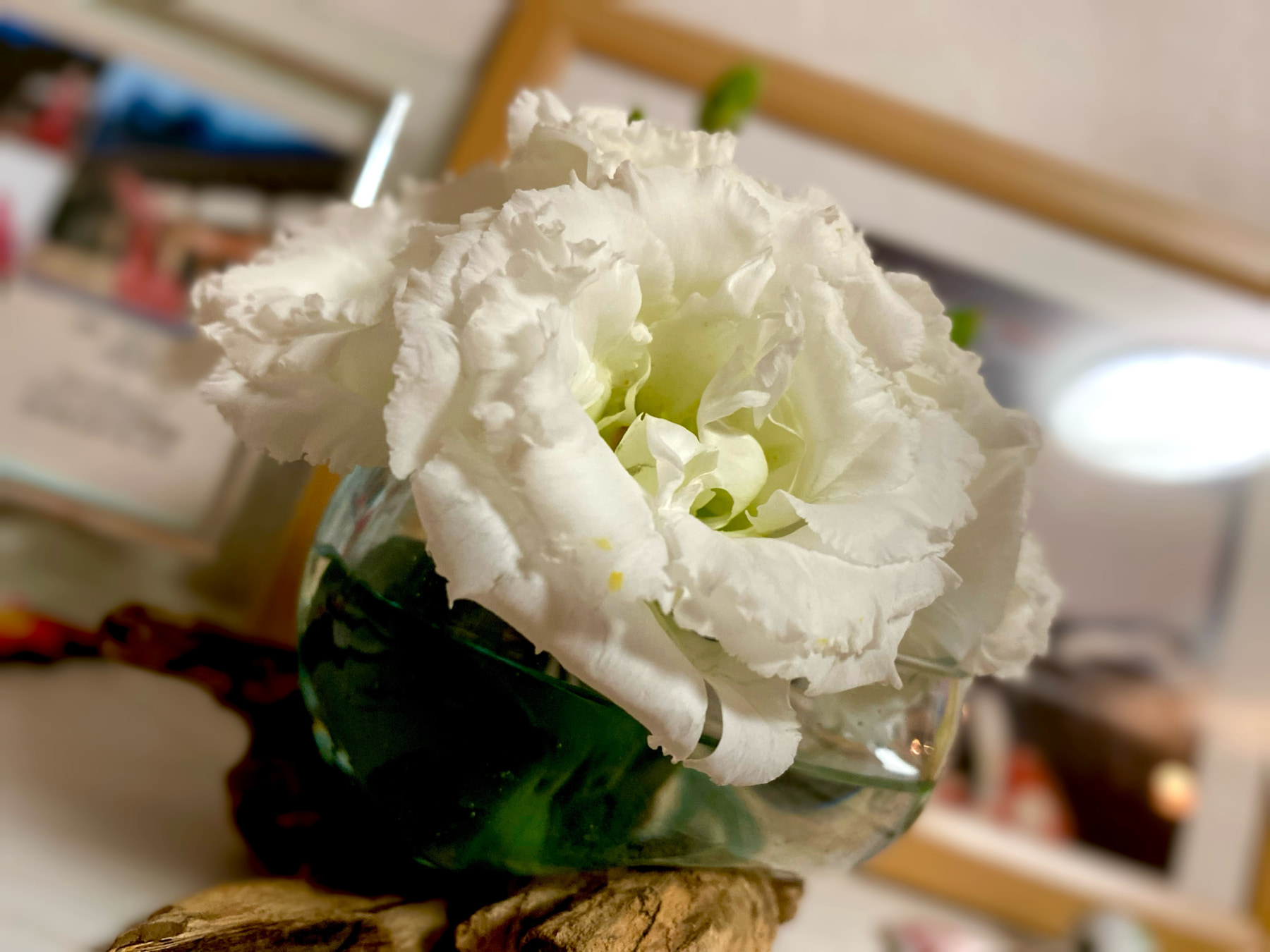 続・トルコキキョウ話と テレビ朝日『博士ちゃん エジプト特集』について