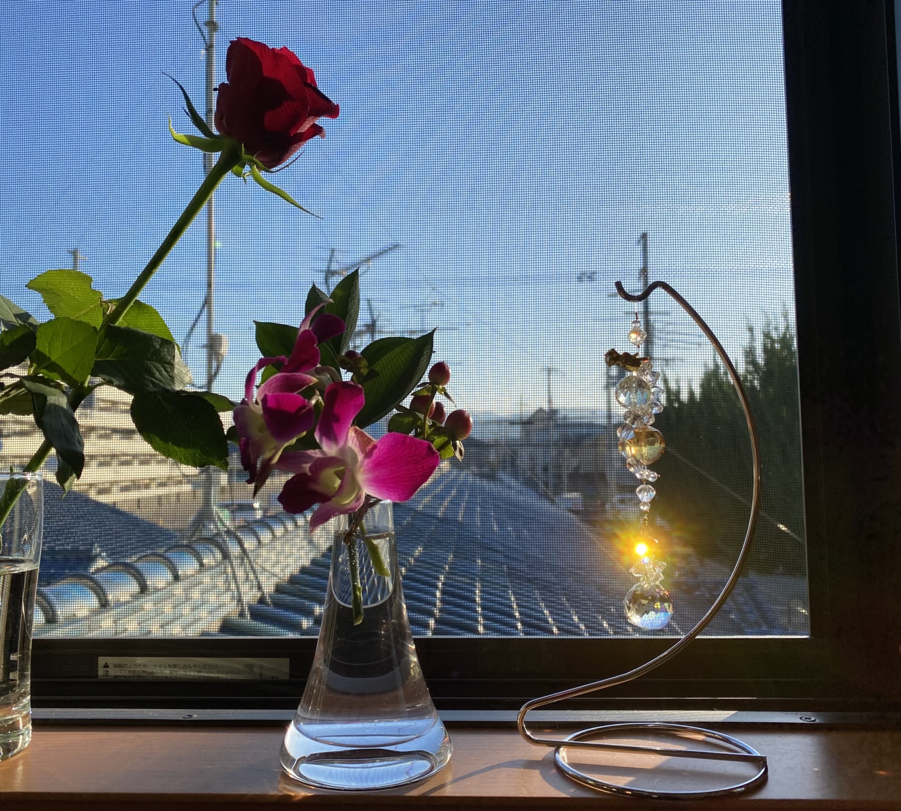 凄いぜ！デンファレさん！