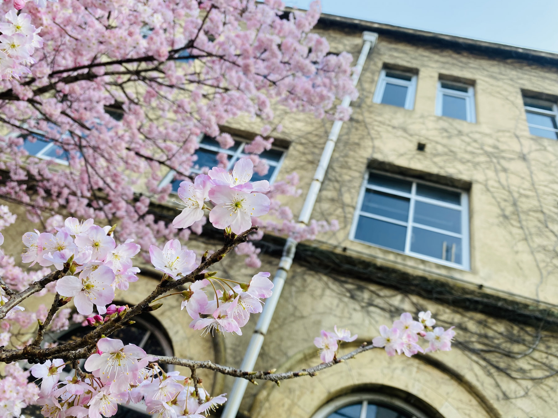 春めき桜